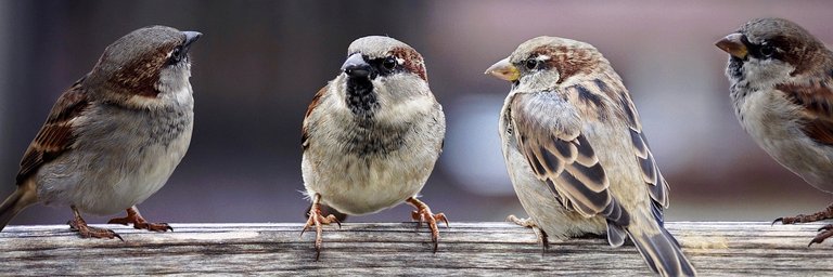 sparrows-2759978_1280.jpg