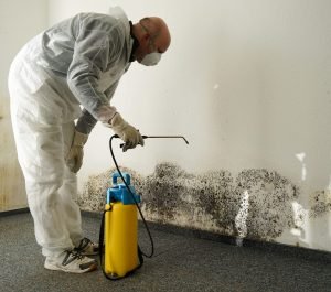 clean-up-mold-growth-water-damage-restoration-group-300x265.jpg