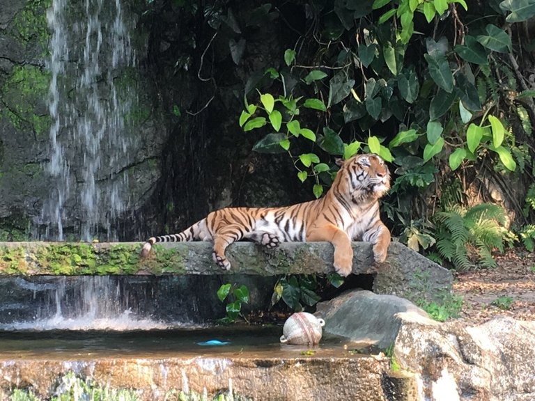 Khao Kheow Open Zoo9.jpg