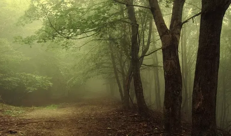 kawasan-hutan-angker-di-indonesia-yang-konon-merupakan-tempat-angker-yang-ditakuti-karena-cerita-hantu-dan-misterinya.jpg