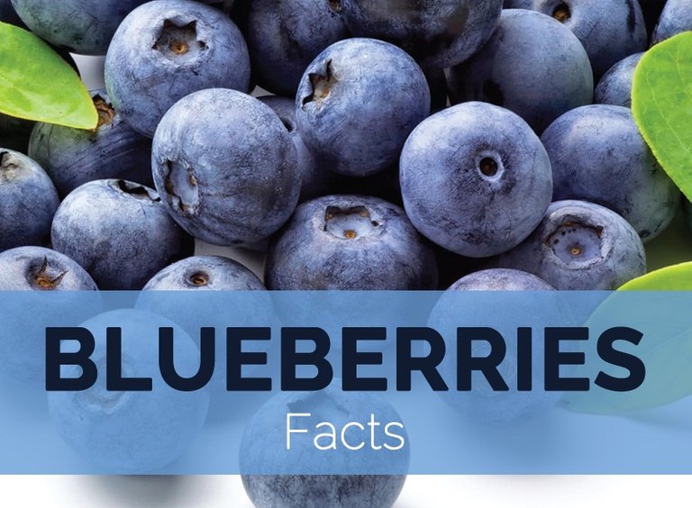 Blueberries-facts.jpg