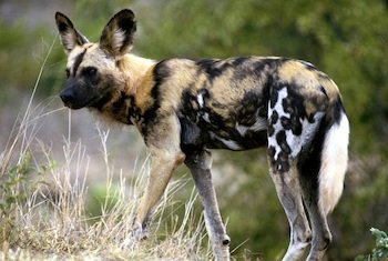 african-wild-dog-4829.jpg