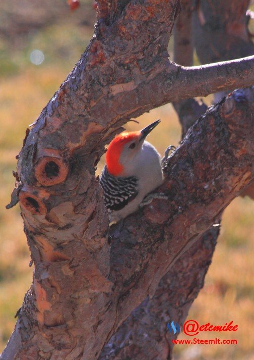 Red-bellied Woodpecker PFW0003.JPG