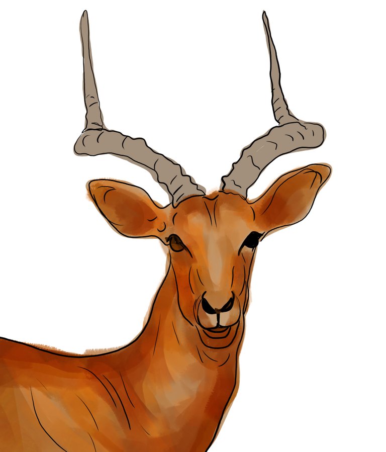 deer (463).jpg