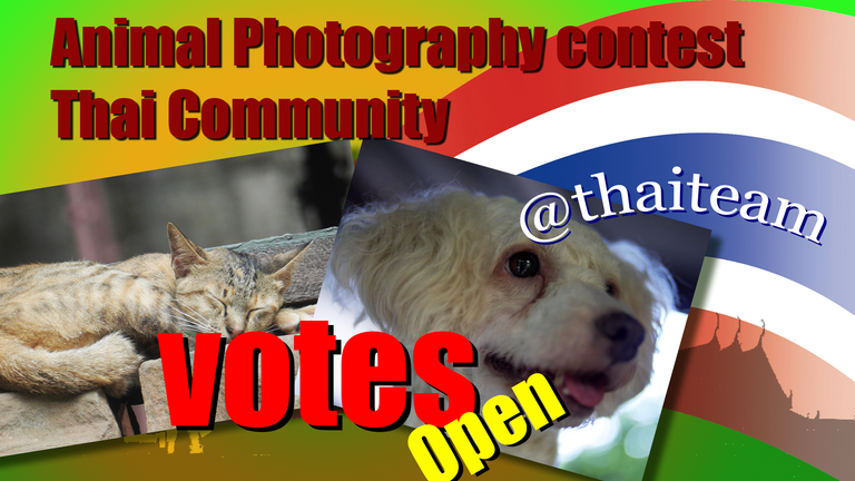 Animal Photography Votes.png