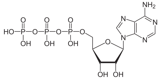 513px-Adenosintriphosphat_protoniert_svg.png