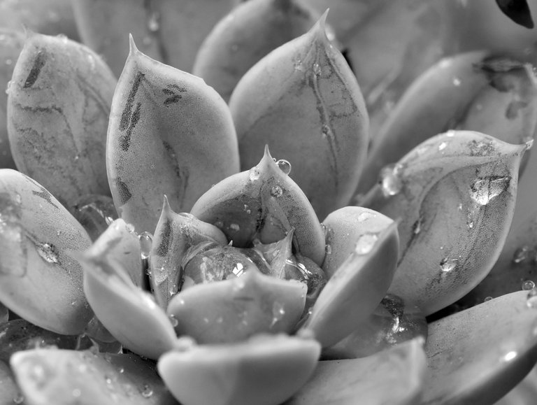 echeveria waterdrops bw.jpg