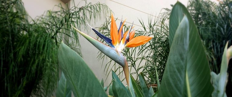 bird-of-paradise-flower-659052_960_720.jpg