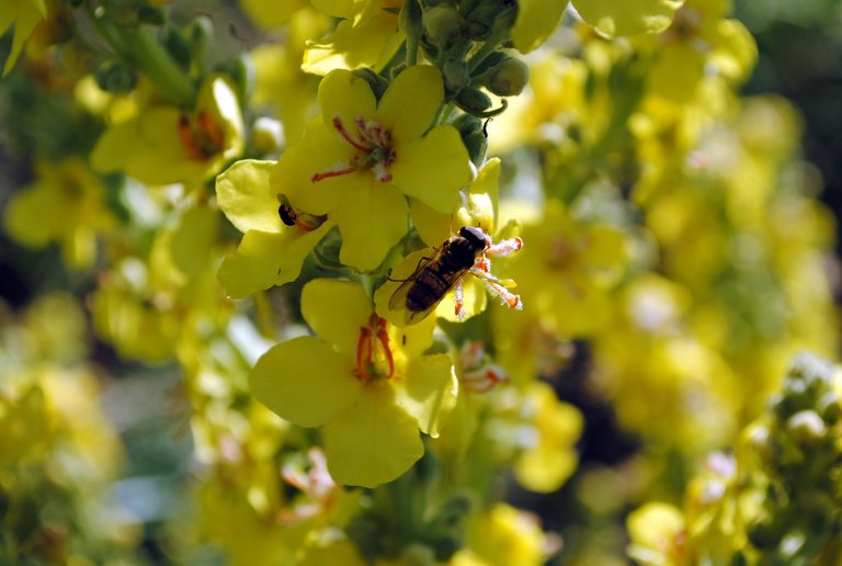 bees-and-blossoms_5943989438_o (FILEminimizer).jpg