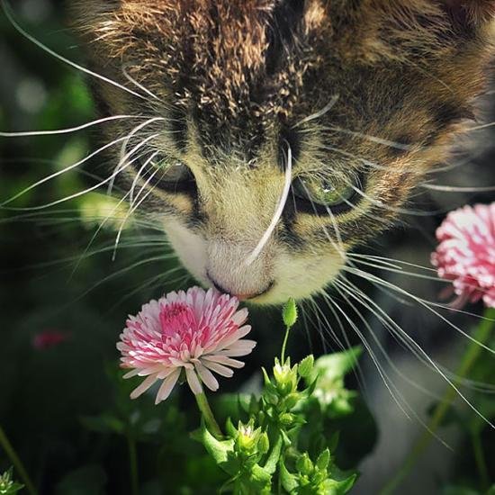 cat smelling flower blesssings111.jpg