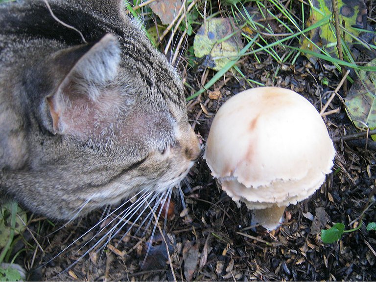 JJ smelling mushroom.JPG