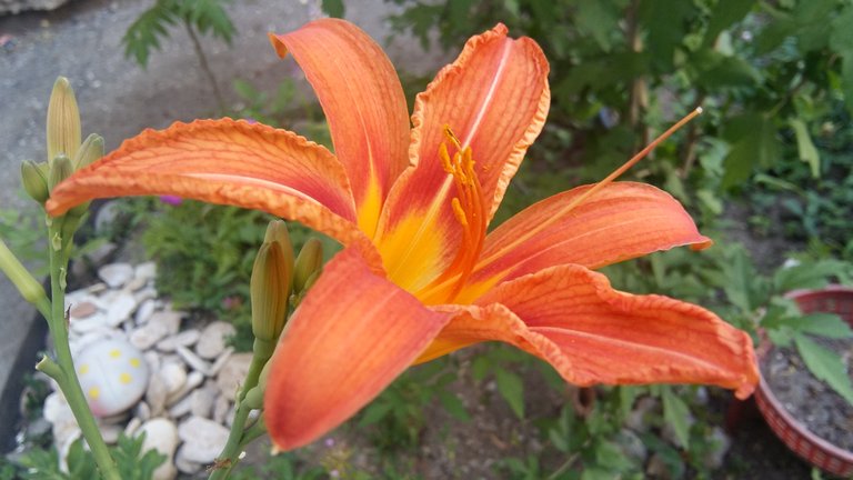 20180611_164035.jpg