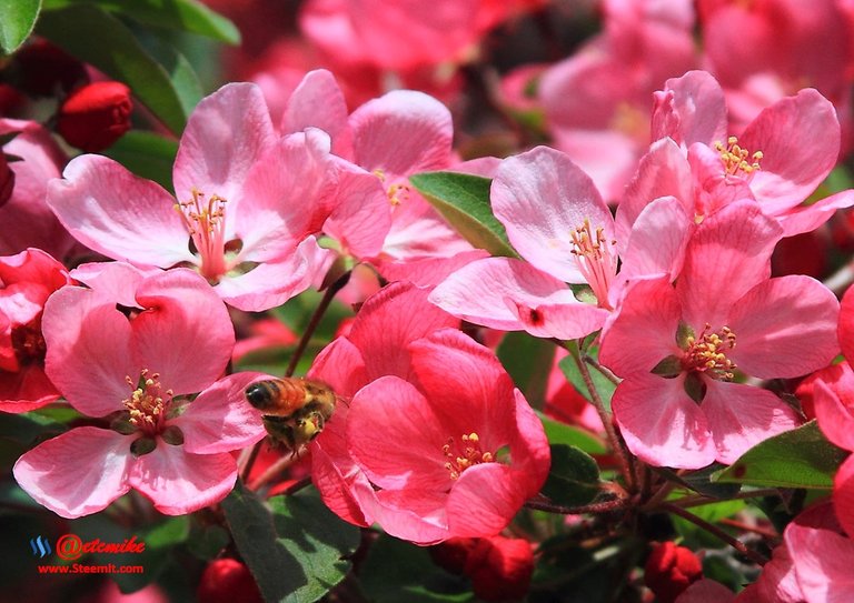 indian-magic-flowering-crabapple blooms spring honeybee pollination pollinating IMB-0069.JPG