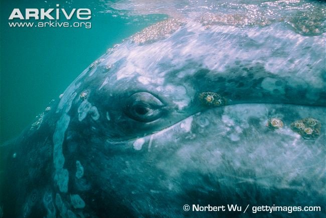 Gray-whale-eye.jpg