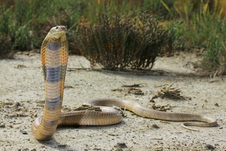 800px-Naja_oxiana_Caspian_cobra_in_a_defensive_posture.jpg