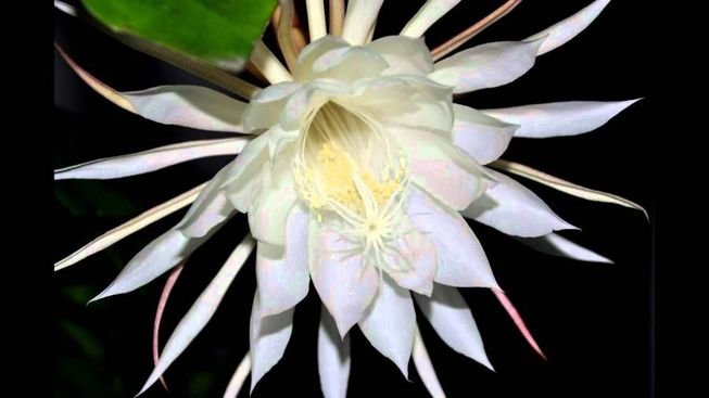 Kadupul flower.jpg.653x0_q80_crop-smart.jpg