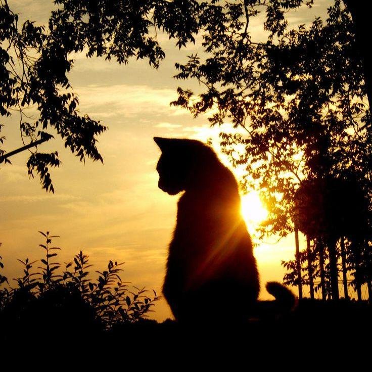 cat illumination sunset Blessings Now 111.jpeg