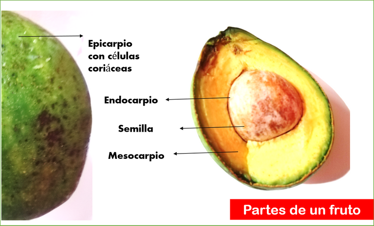 partes de un fruto.png