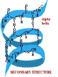 secondary-structure-of-protein_fa_rszd.jpg