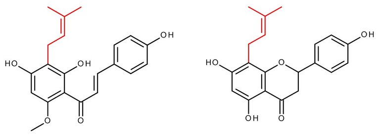 xan_8pn.jpg