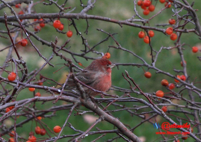 House Finch PFW01-33.JPG