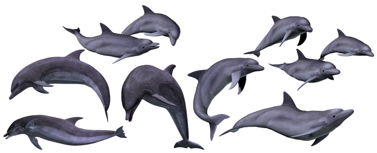 dolphins-3377838__480.png