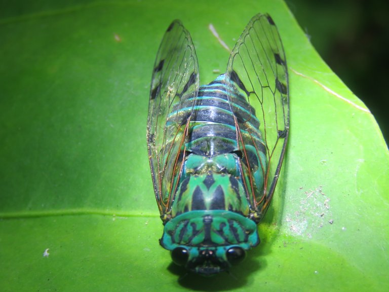 TURQUIOSE CICADA.jpg