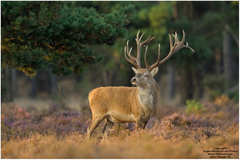 (Cervus elaphus).jpg