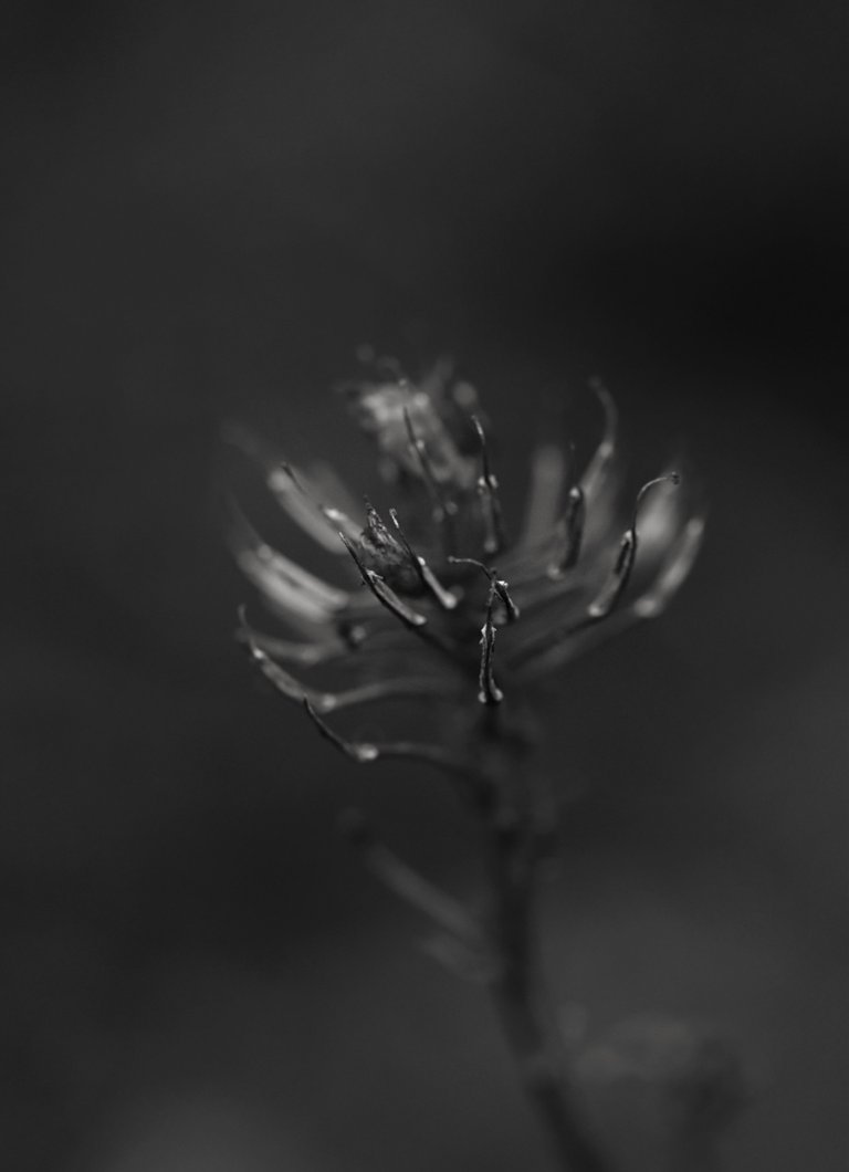 candytuft seed pods bw 2.jpg