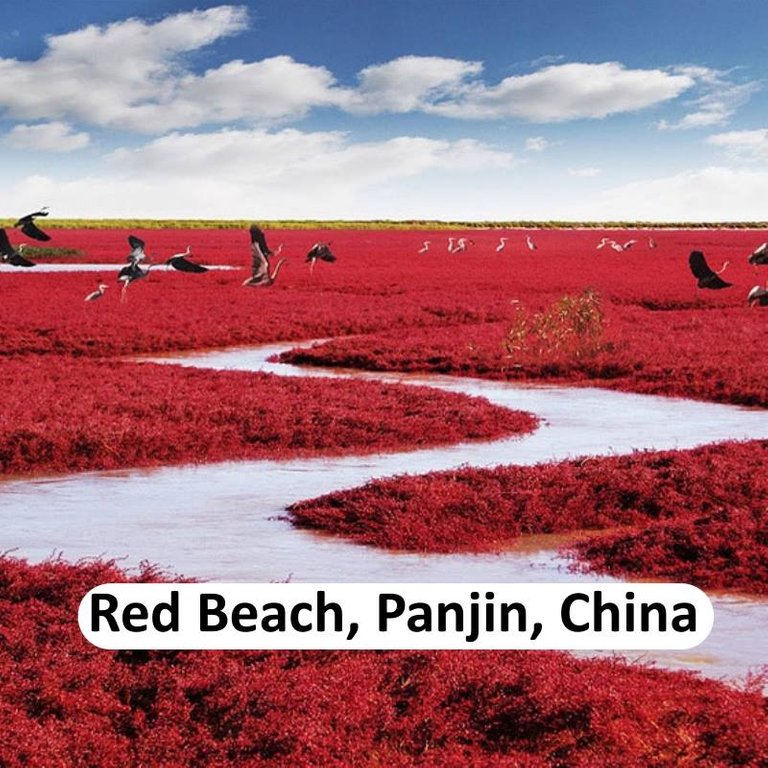 red beach, china.jpg