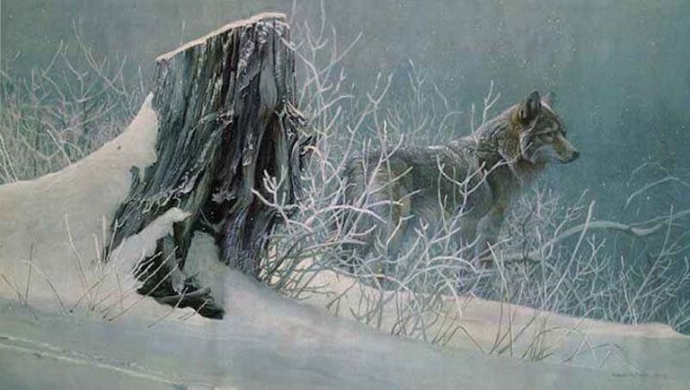 wintertrackers-coyote.jpg