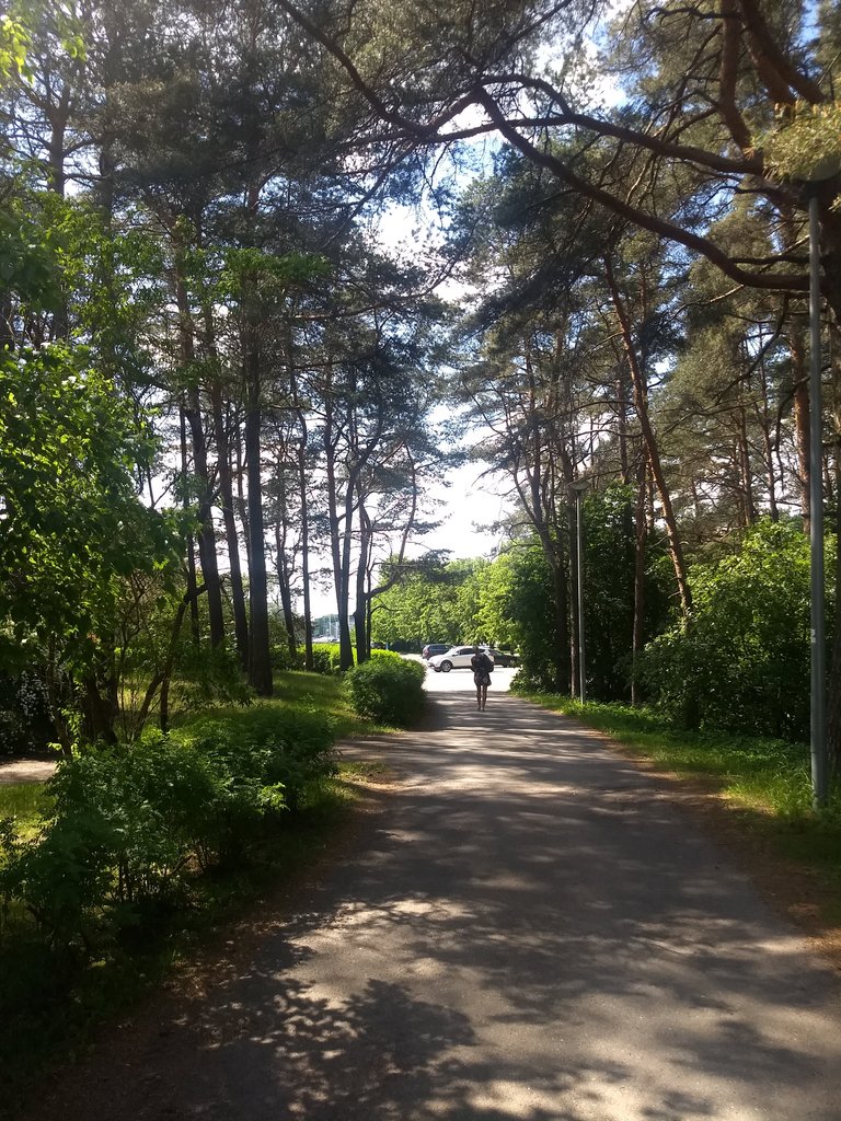 The trees in the entrance of Pirita beach