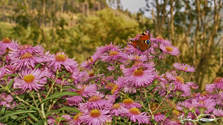 2018-10-Butterfly-European-Peacock-01.jpg