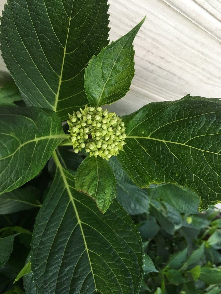 Hydrangea.jpeg