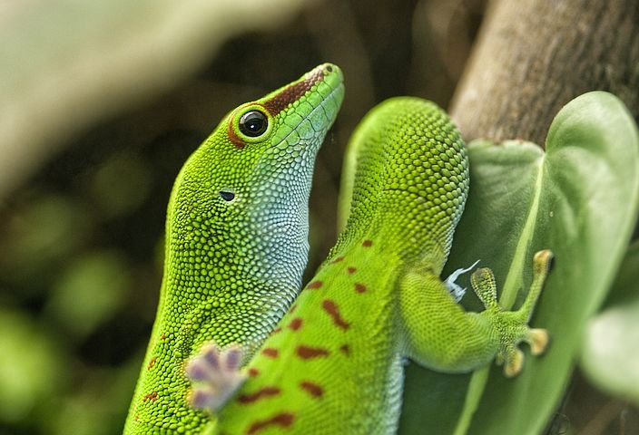 lizard-638493__480.jpg