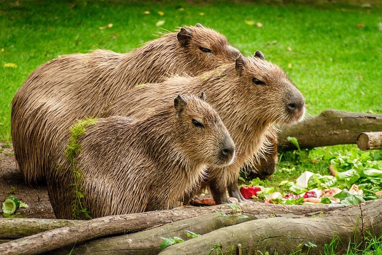 capybara-1599766_960_720.jpg