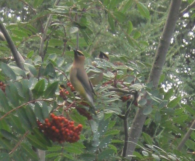 Cedar waywing eating the Mountain ash berries.JPG