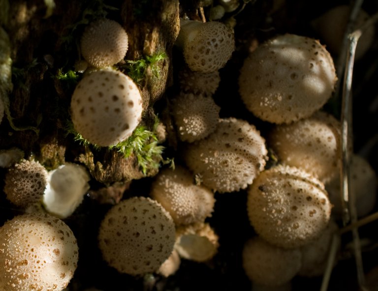 mushrooms-01.jpg