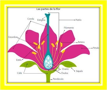 PARTES DE LA FLOR ESTA .jpg