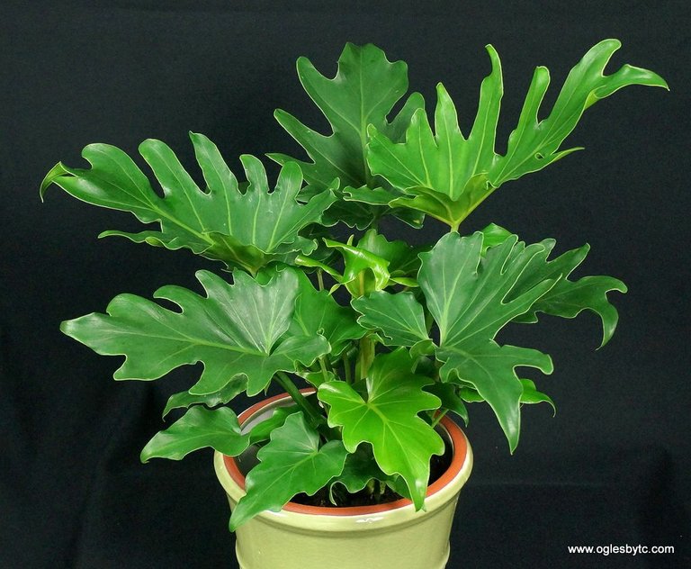 Philodendron_Little_Hope_ppaf.jpg