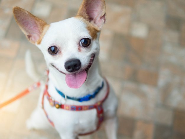 lindo-perro-sonriente-feliz-chihuahua-blanco_38023-20.jpg