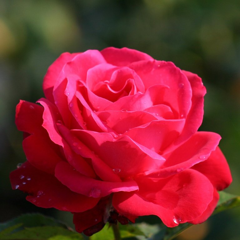 rose-dame-at-coeur-dunkelrote-edelrose-grossblumig-gefuellt-kraeftig-881336.jpg