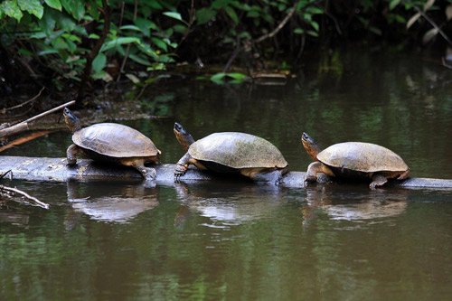 CostaRica-tortuguero.jpg