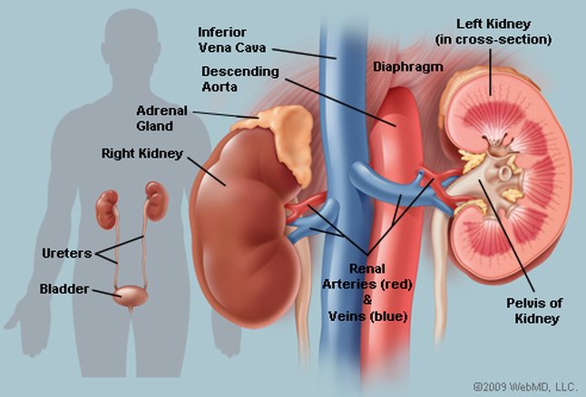 Kidney2.jpg