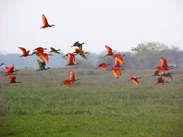 Corocoros Rojos.jpg