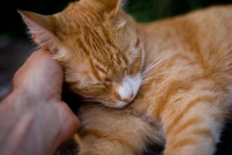 random red cat getting cuddles on a wednesday for caturday by fraenk