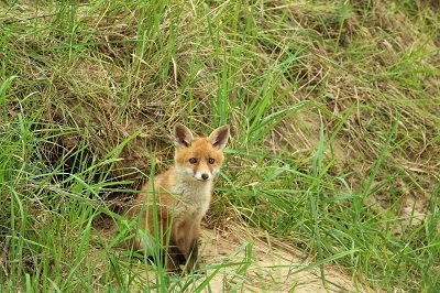 fox burrow small pixabay.jpg