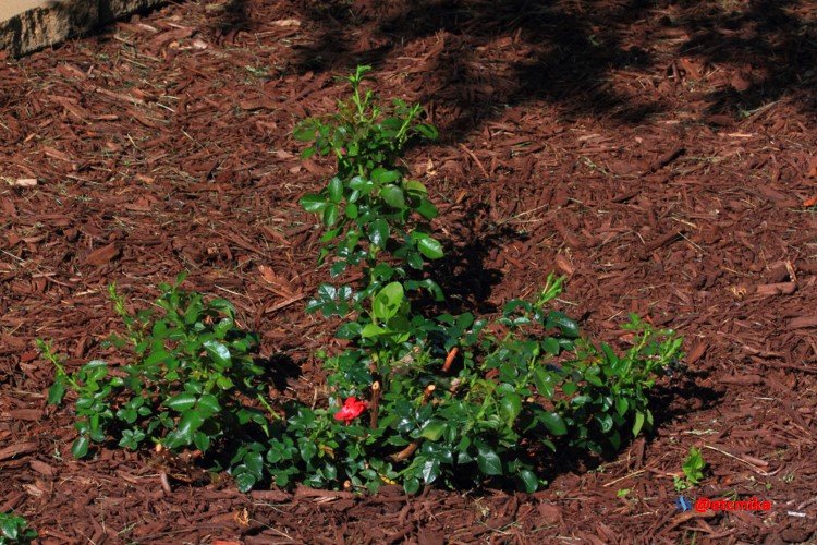 red rose bush M27_0036.JPG