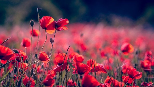 poppies-3374193_640.jpg