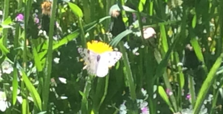 early-butterfly-dandelion.jpg